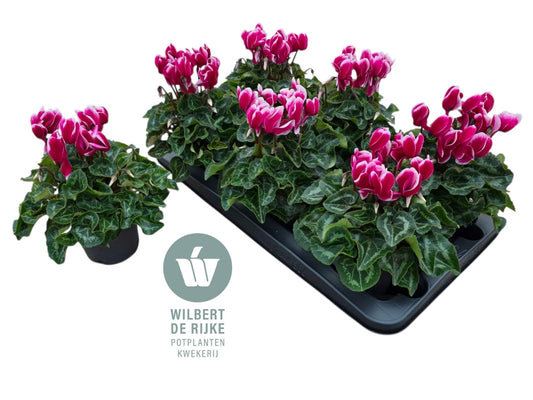 Cyclamen Allure Fuji 25cm 12cm Pot