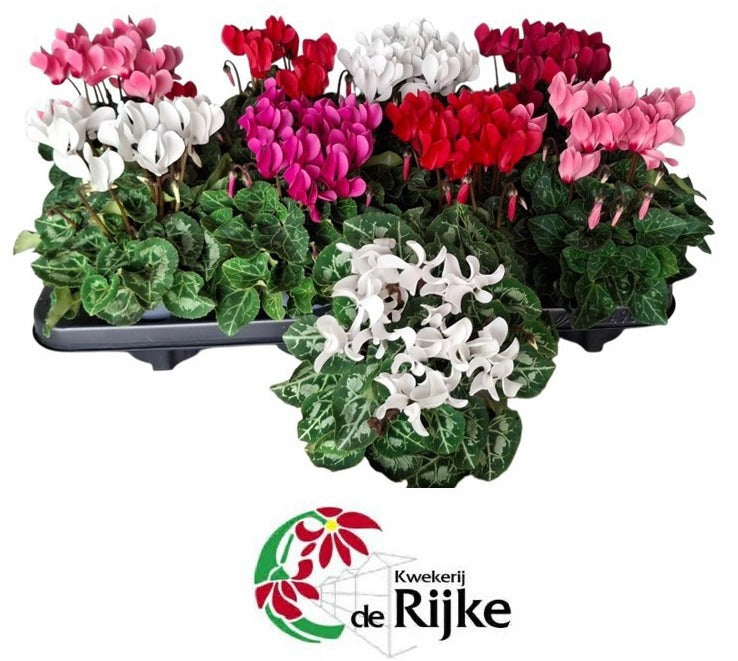 Cyclamen Mini Winter 20cm 510cm Pot