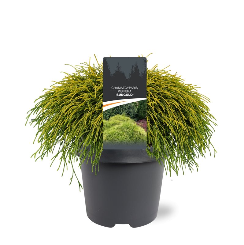 Bremmer Boomkwekerijen Chamaecyparis Sungold Pack of 1