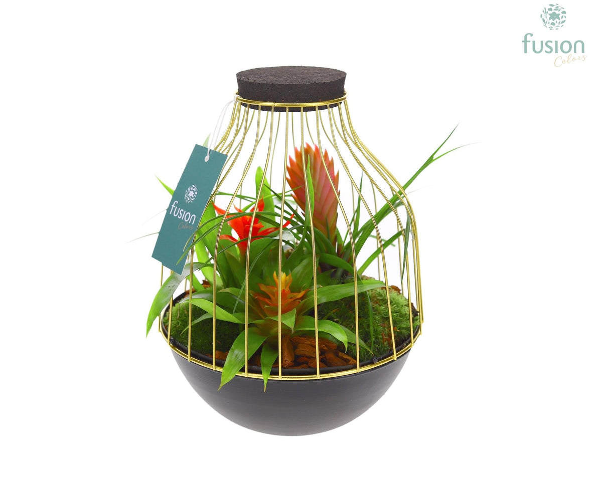 arr. Bromelia 25cm 19cm Pot