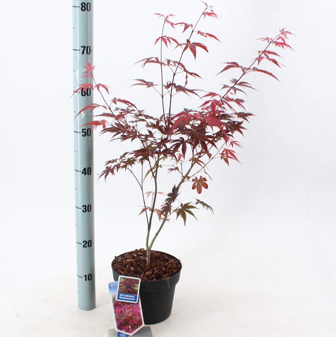 Acer Atropurpureum 60cm 19cm Pot