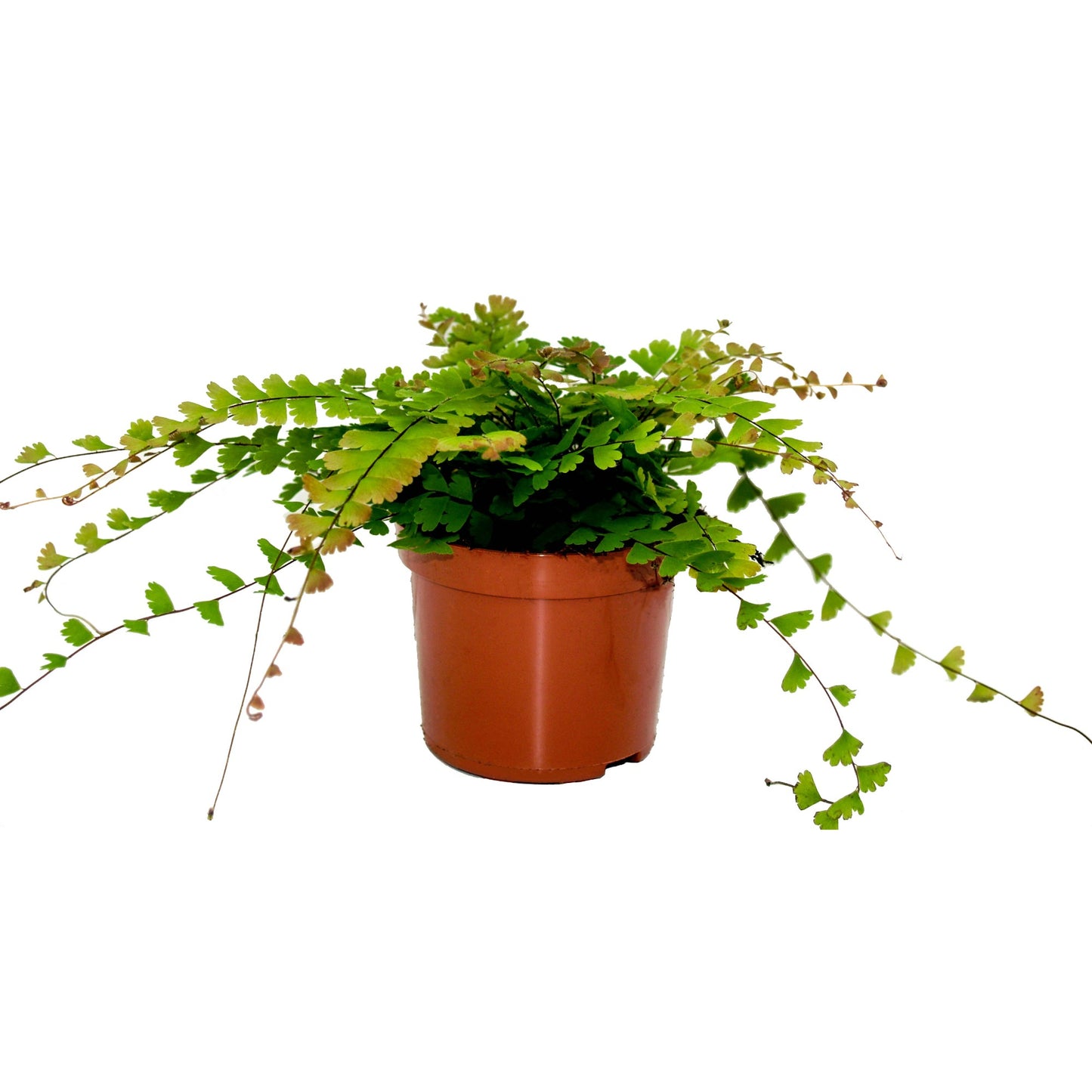Adiantum caudatum 25cm 12cm Pot