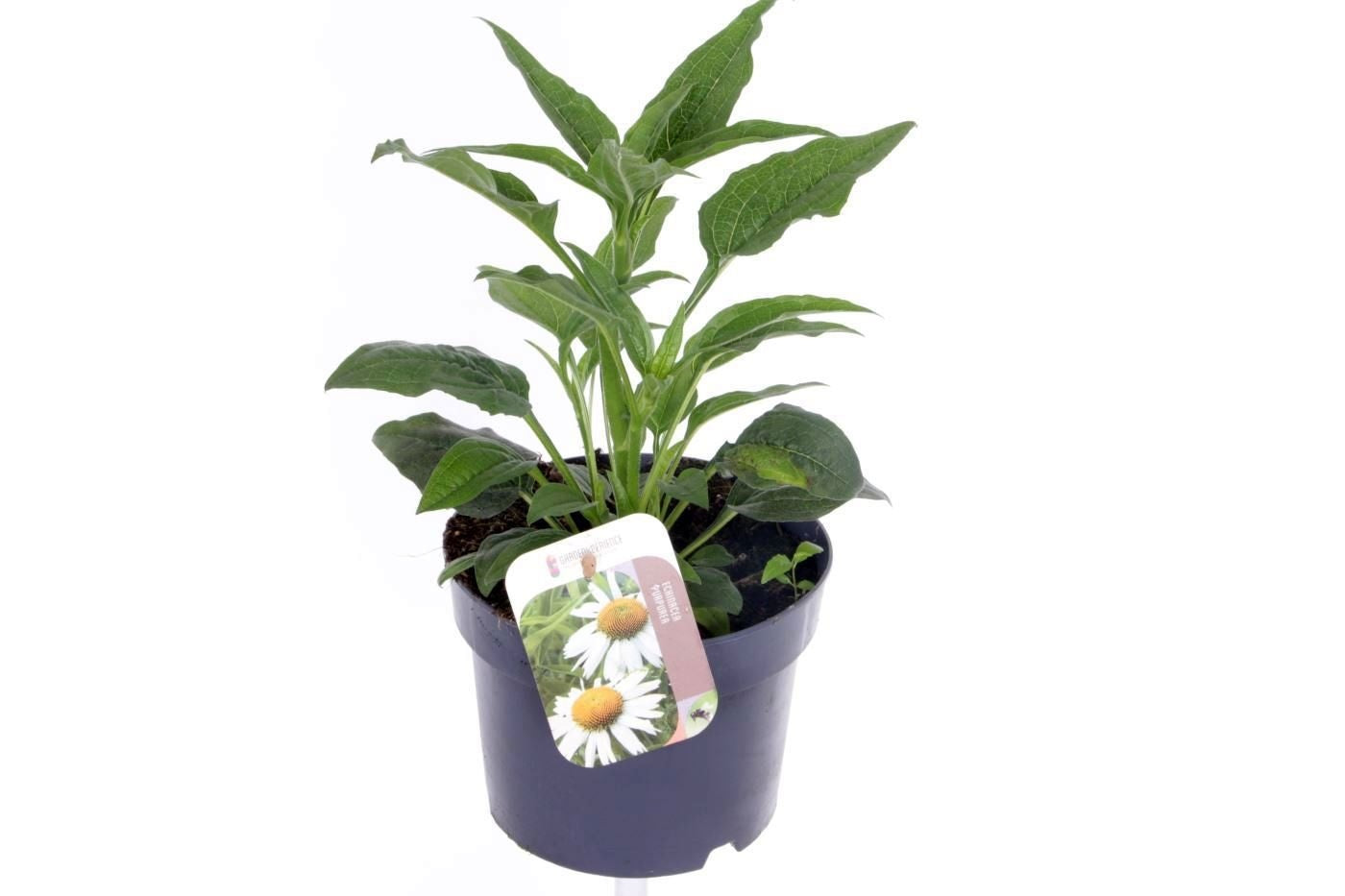 Echinacea pur. Alba 30cm 17cm Pot