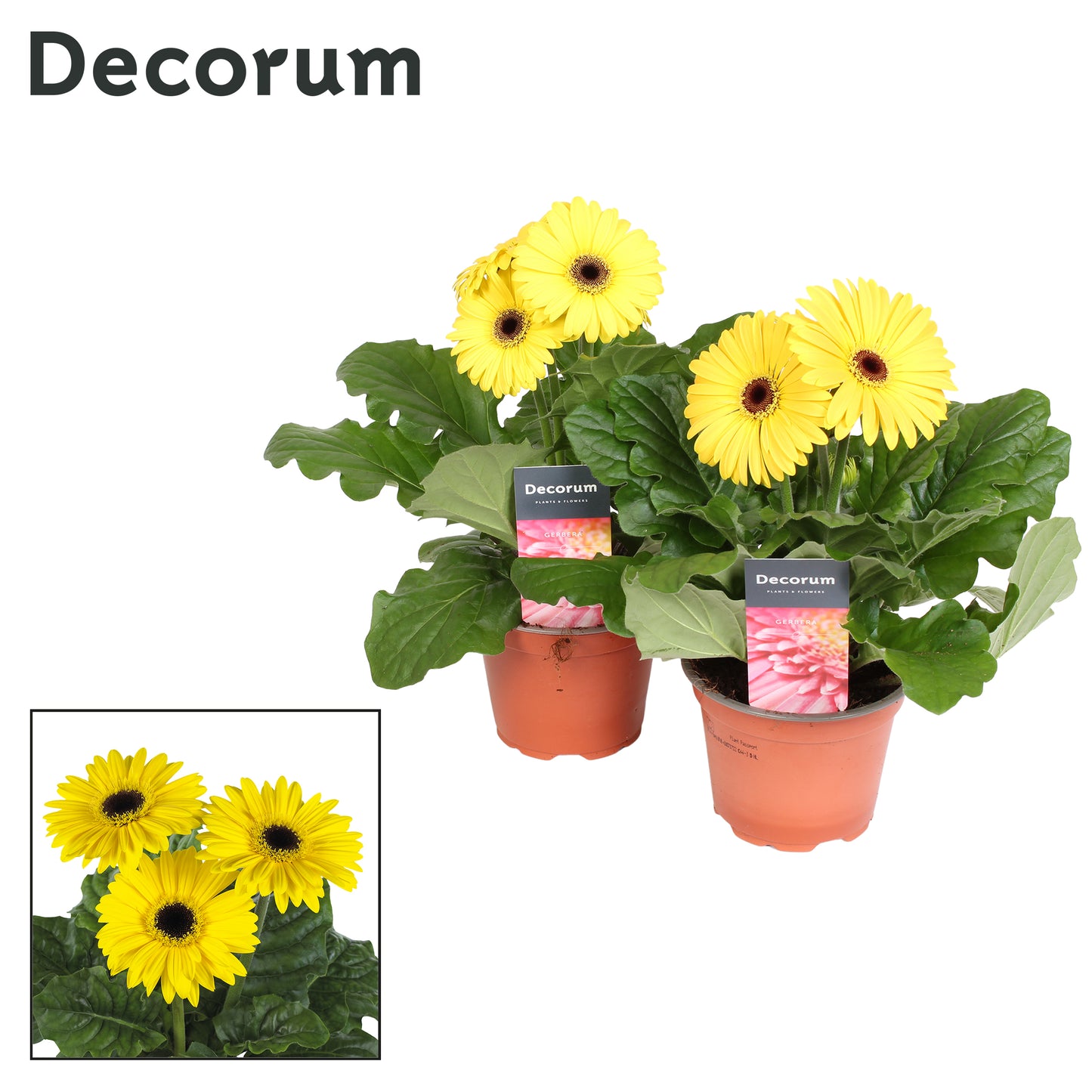 Velden, Firma Freek v.d. Gerbera yellow + decorum hoes Pack of 10
