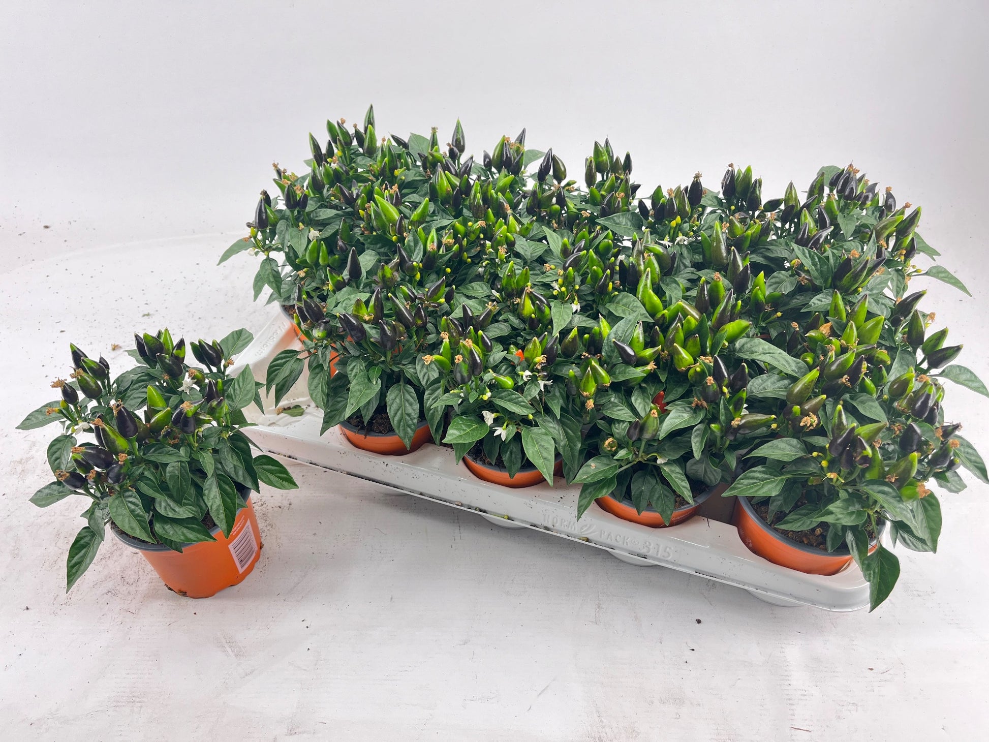 Capsicum ann. Salsa Dark Orange 20cm 510cm Pot