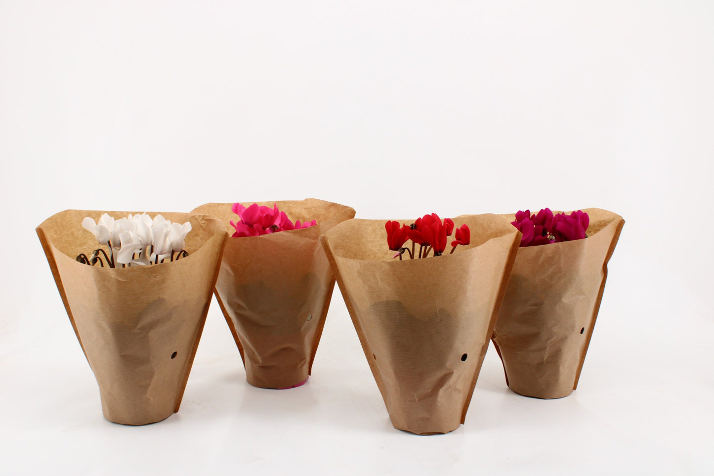 Cyclamen Allure mix 27cm 12cm Pot
