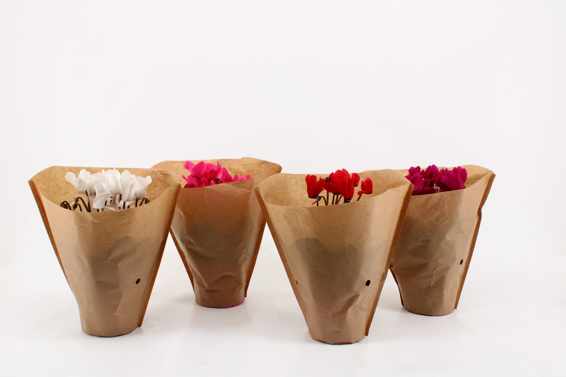 Cyclamen Allure mix 27cm 12cm Pot