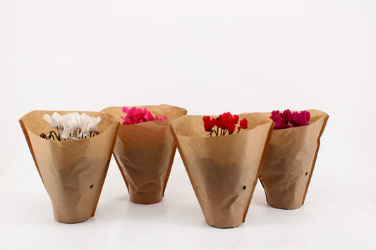 Cyclamen Allure mix 27cm 12cm Pot