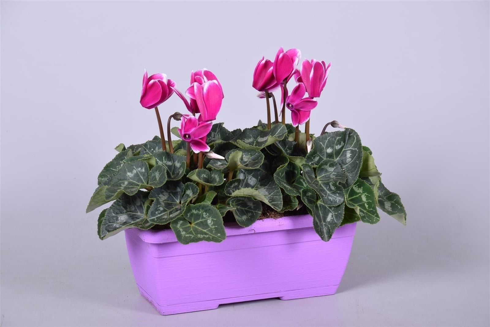 Adrichem Potplanten Cyclamen Allure Fuji Pack of 4