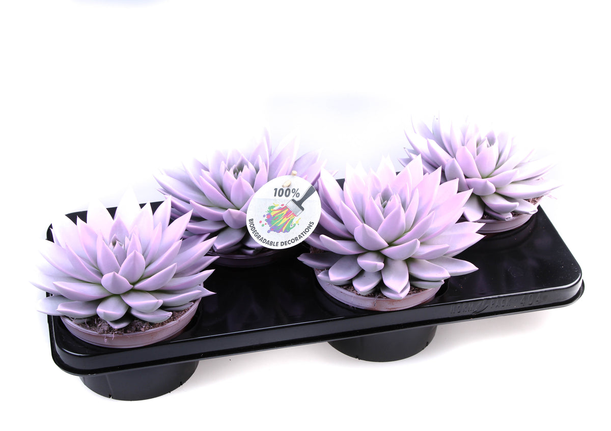 Rainbow baby pink 20cm 15cm Pot