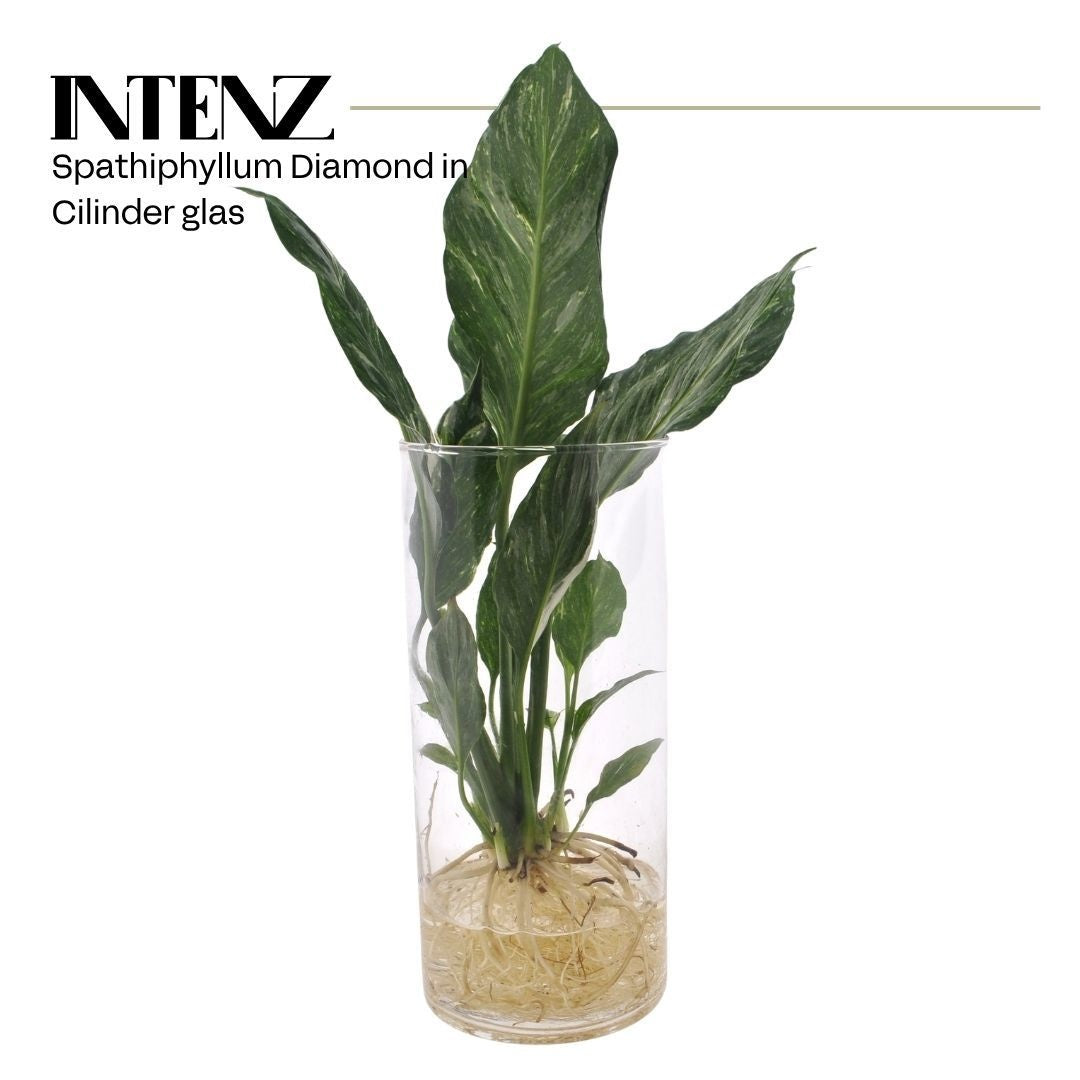 Spathiphyllum Diamond 30cm 12cm Pot