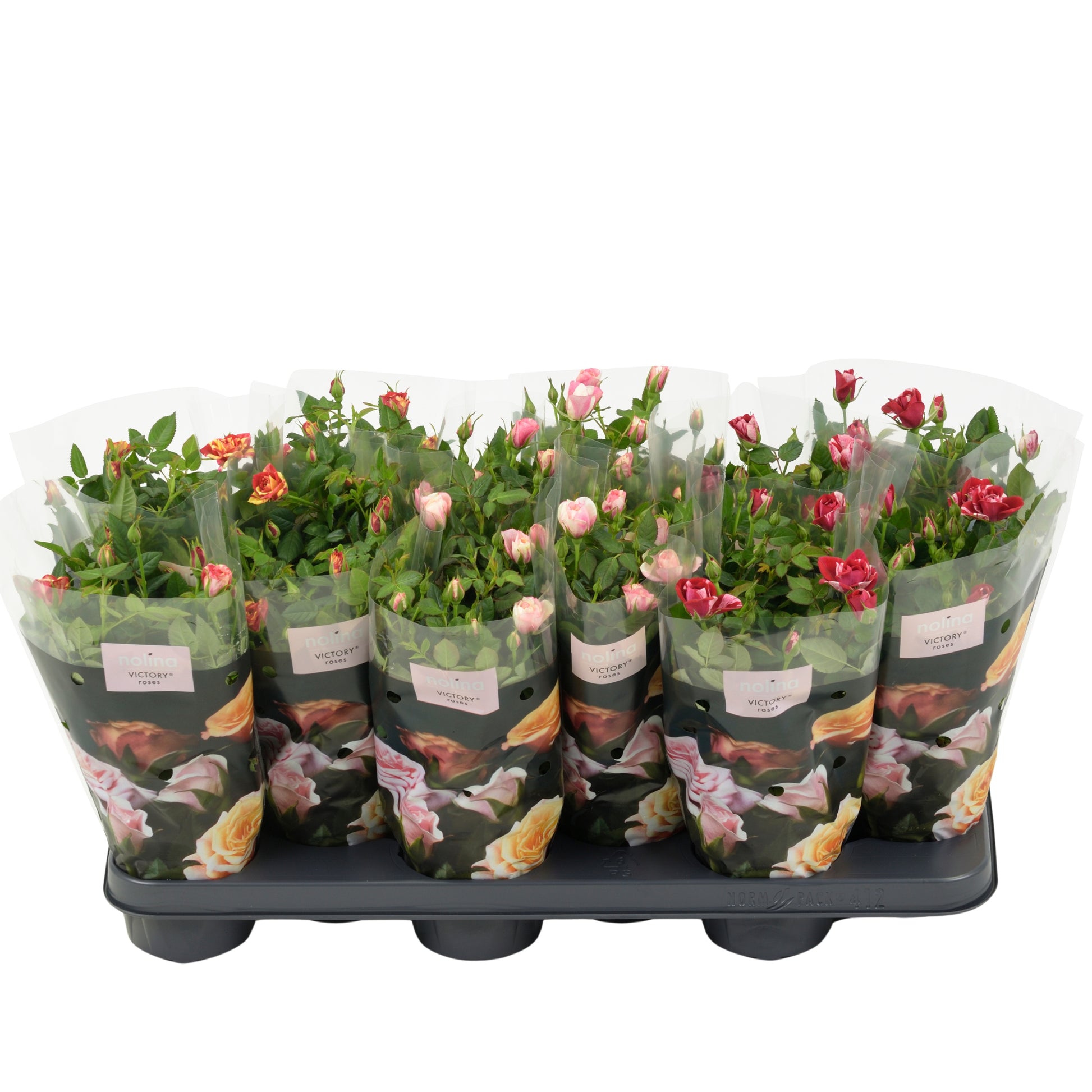 Roses Victory mix 28cm 510cm Pot