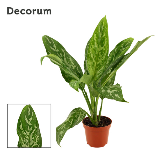 Aglaonema Green Lady 30cm 9cm Pot