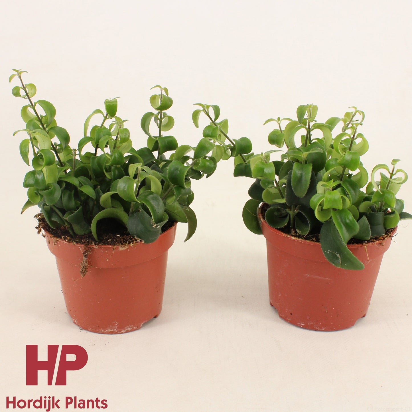 Hordijk Plants Aeschynanthus Bluster Pack of 8