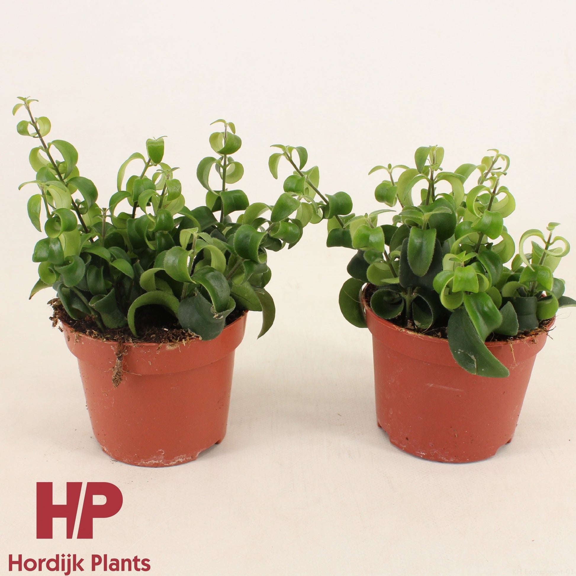 Hordijk Plants Aeschynanthus Bluster Pack of 8