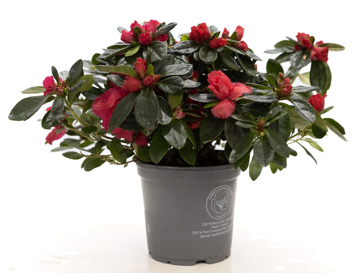 Rhododendron simsii Jimmy 25cm 12cm Pot