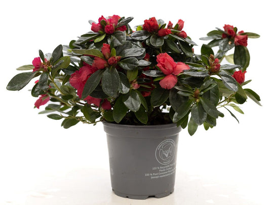 Rhododendron simsii Jimmy 25cm 12cm Pot