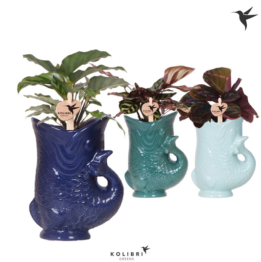 Calathea mix in ceramics 31cm 9cm Pot