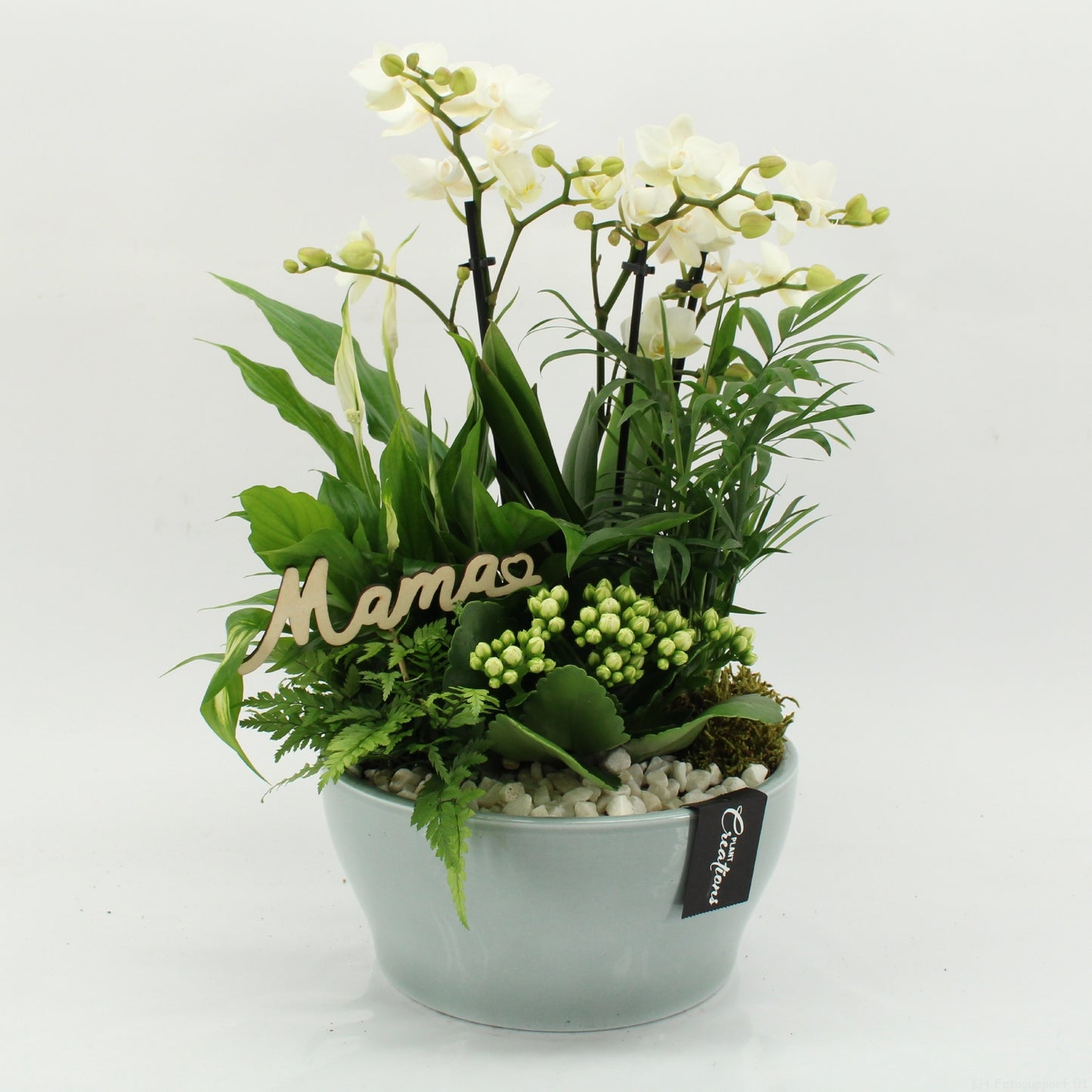 Phalaenopsis arrangement 45cm 22cm Pot