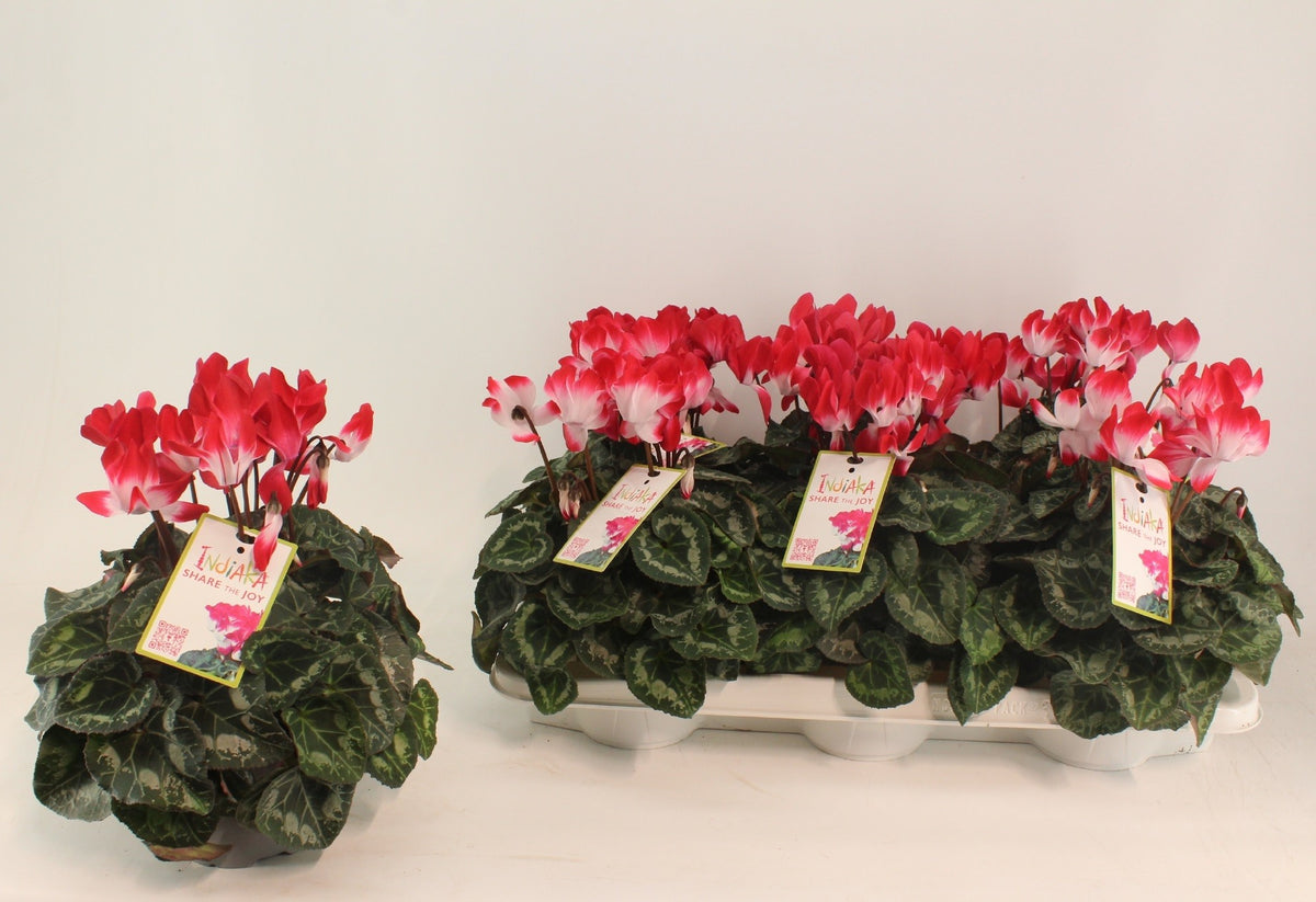 Cyclamen Indiaka 25cm 13cm Pot