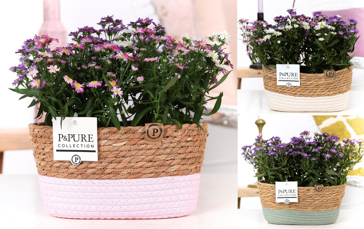 Pure Collection Aster nb. Starletta mix Pack of 3