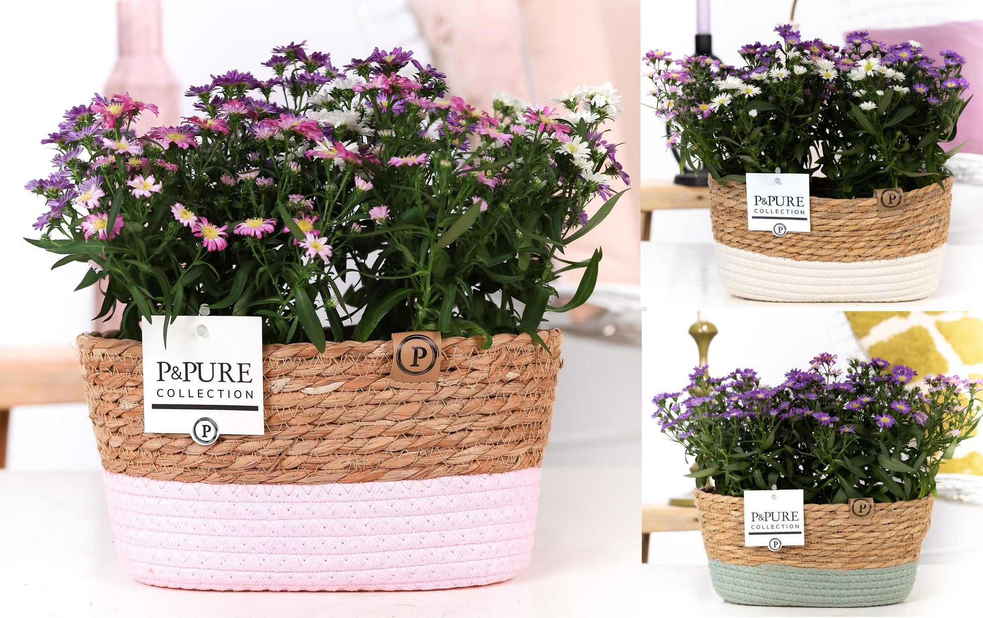 Pure Collection Aster nb. Starletta mix Pack of 3