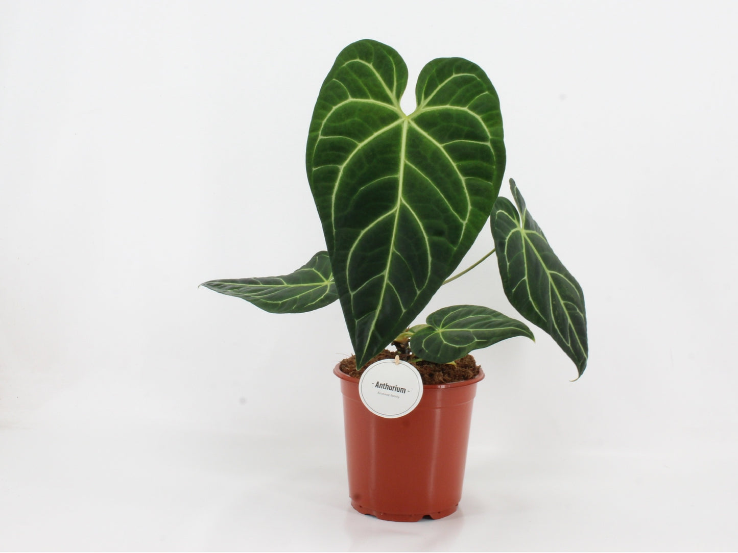 Anthurium andraeanum 100cm 21cm Pot