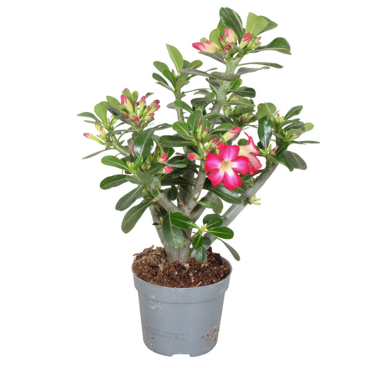 Adenium obe. Anouk 40cm 13cm Pot