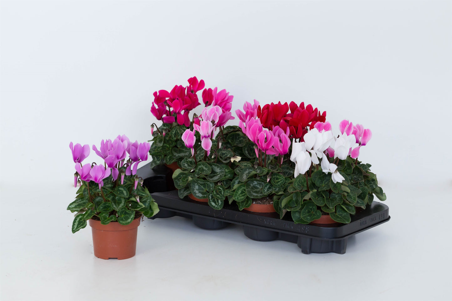 Valk, B. van der Cyclamen Allure Pack of 10