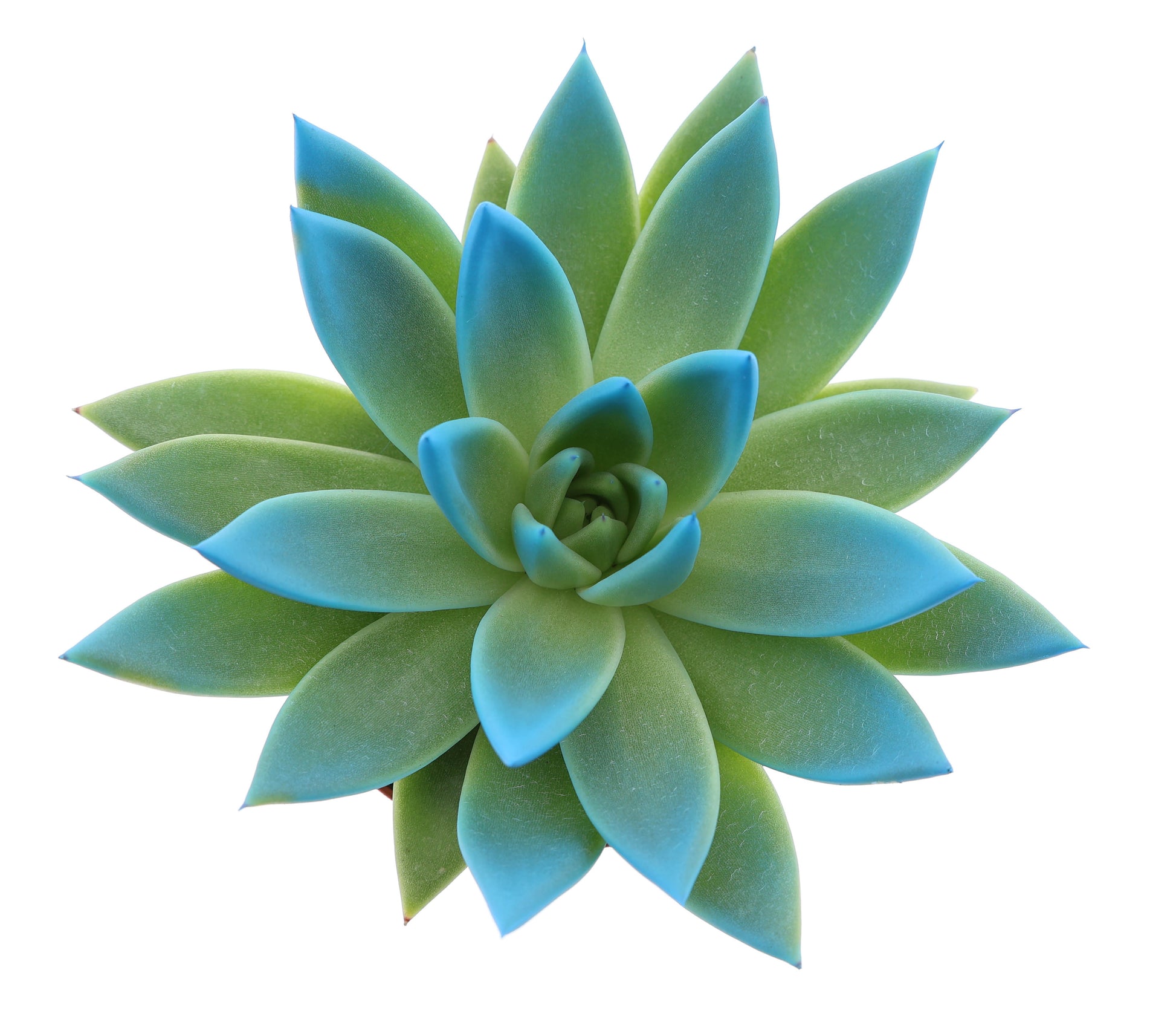 Miranda tips mint 10cm Special Pot (508)