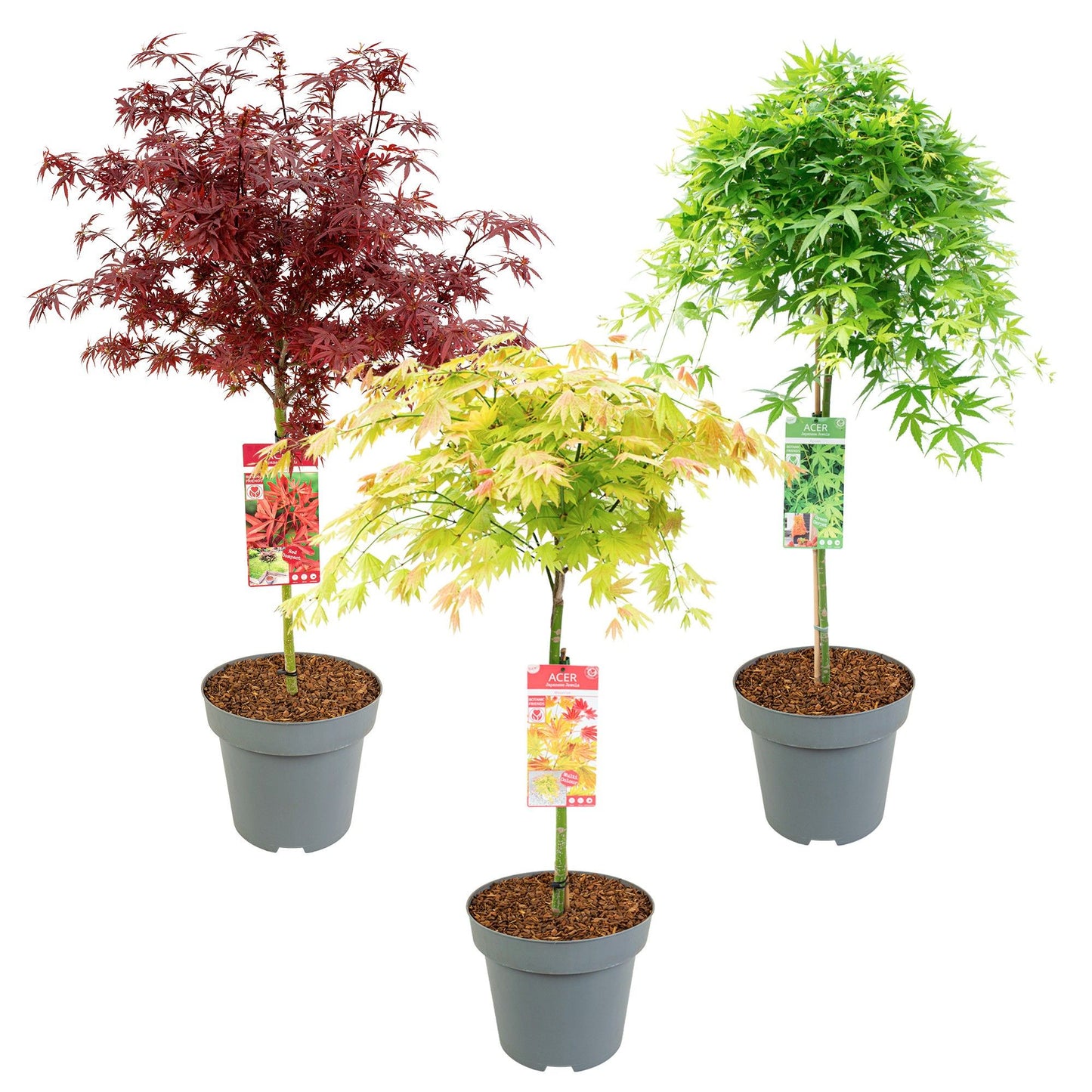 Acer palmatum 120cm 30cm Pot