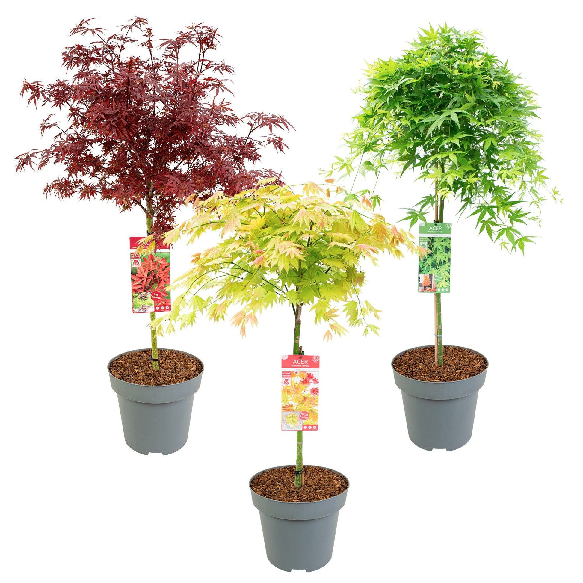 Acer palmatum 120cm 30cm Pot