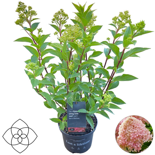 Hydrangea paniculata 60cm 17cm Pot