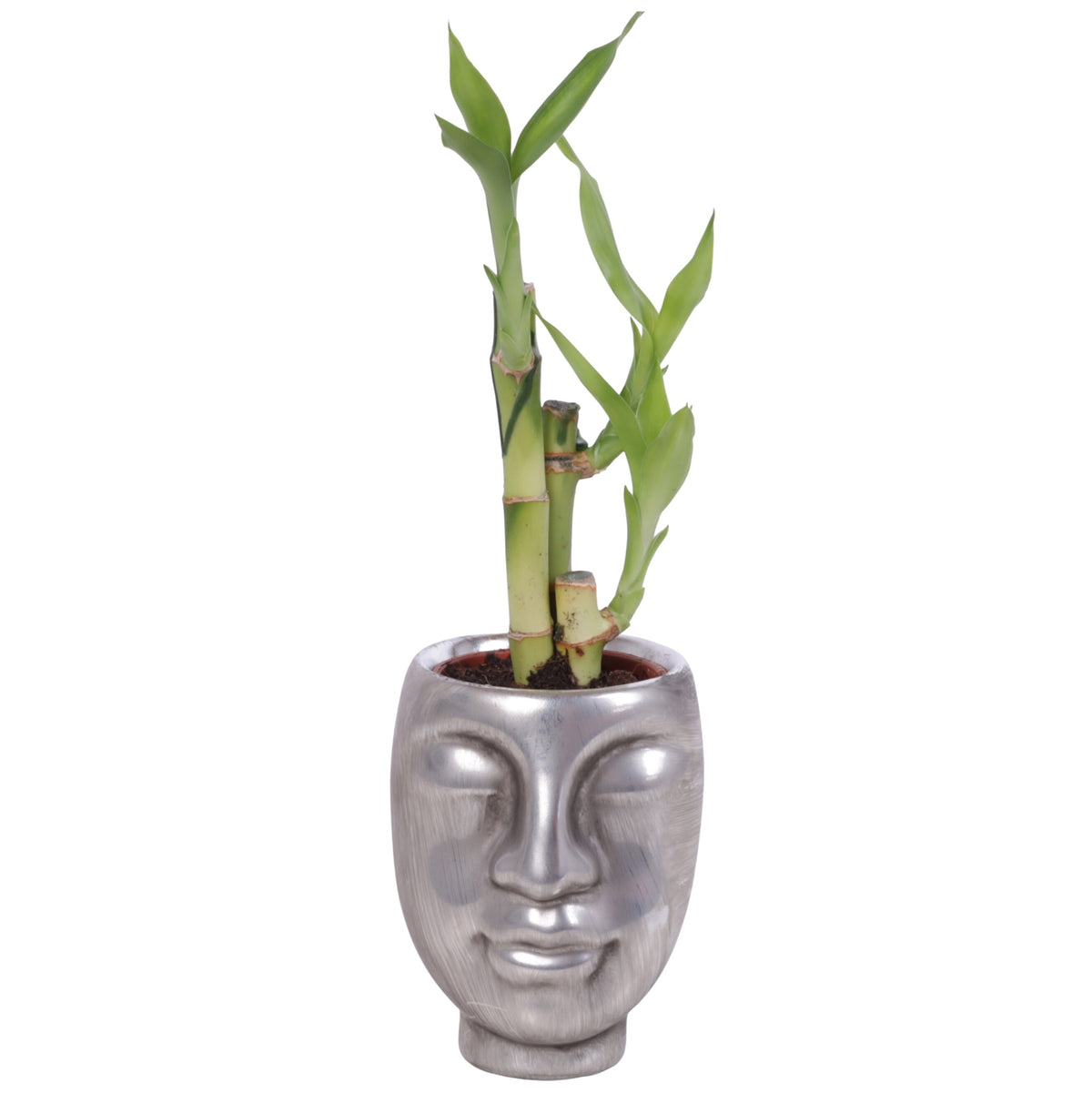 Drac. Lucky Bamboo 25cm 9cm Pot