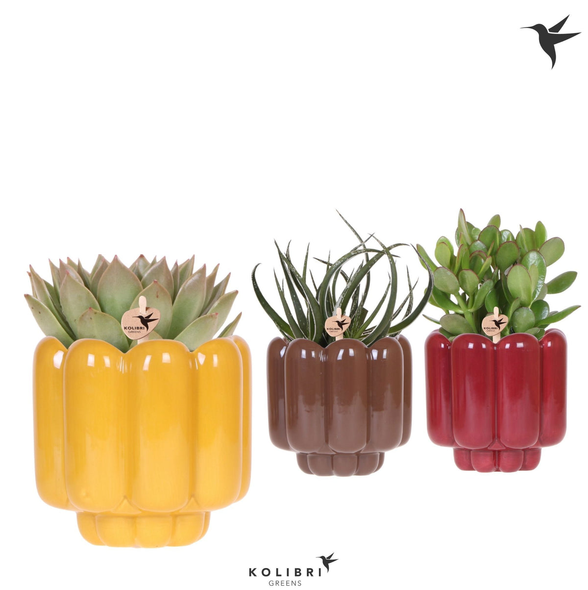 Succulent mix 26cm 12cm Pot