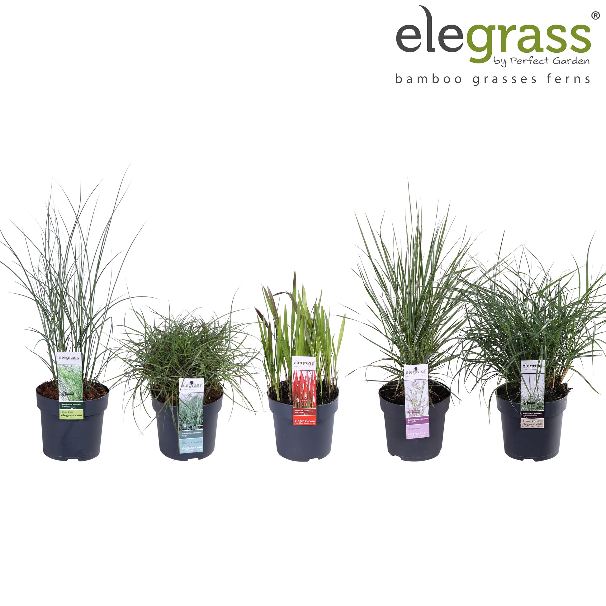 Miscanthus sinensis 30cm 14cm Pot