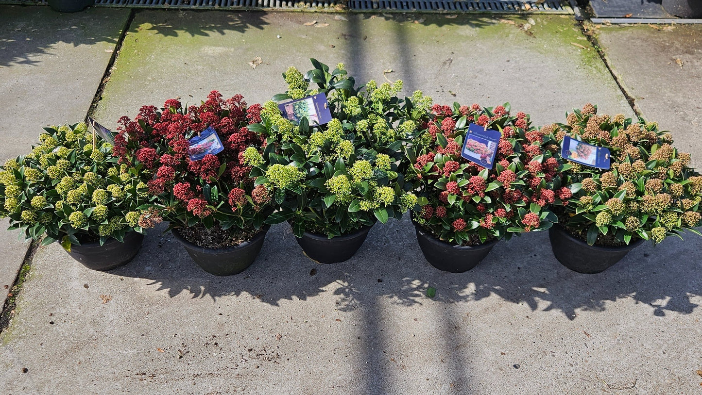 Skimmia 45cm 25cm Pot