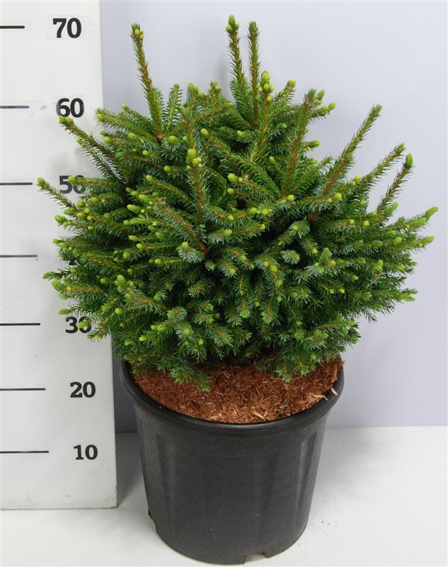 Picea omorika Nana 60cm 32cm Pot