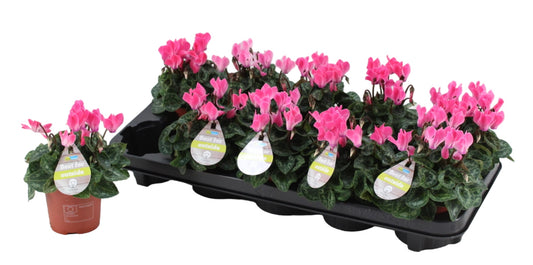 Cyclamen Veranda Selections 18cm 9cm Pot