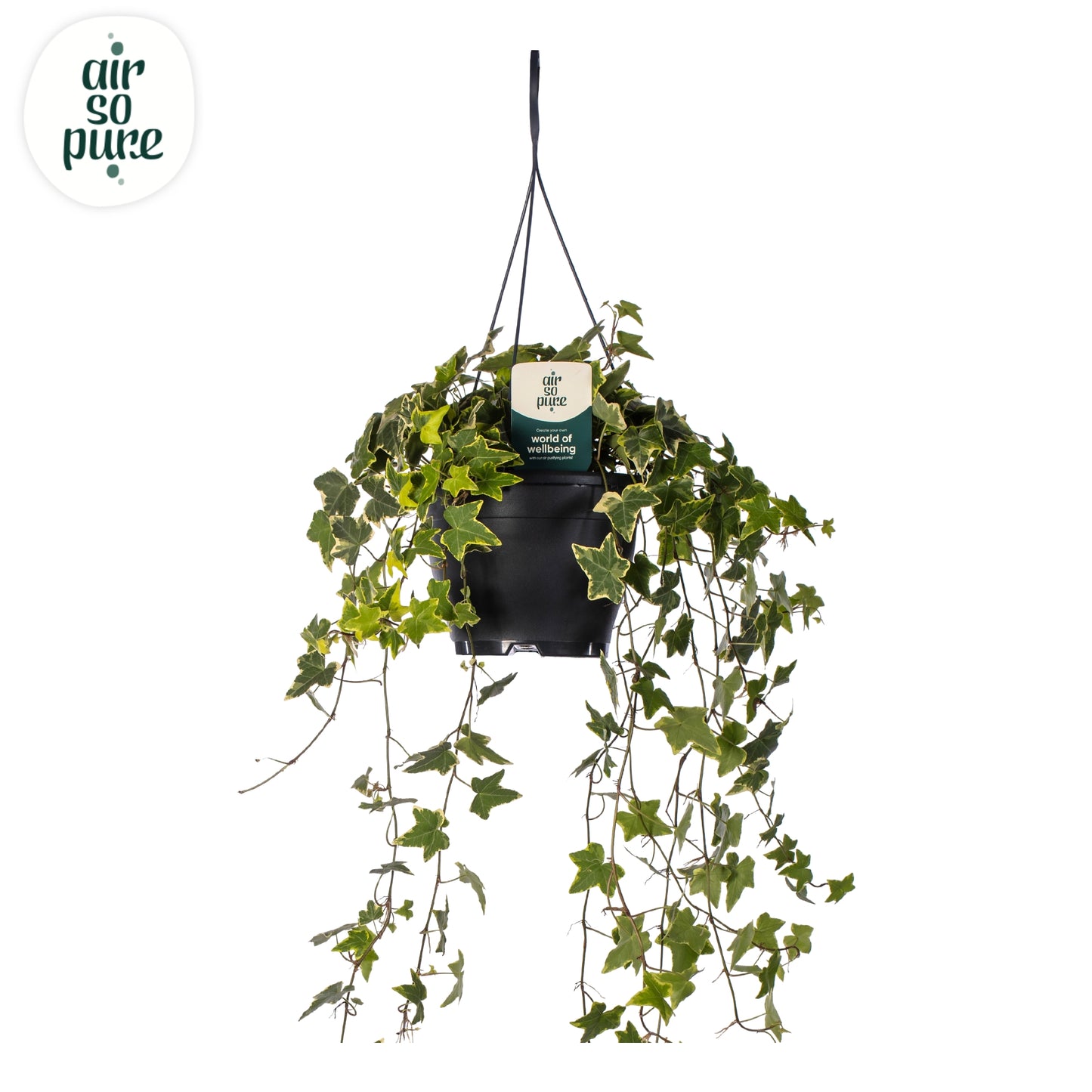 Quakelplant BV Hedera helix mix Pack of 3