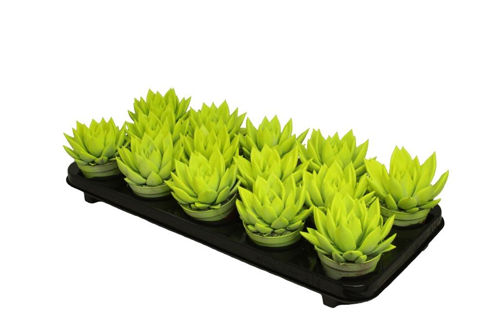 Echeveria colored yellow 11cm 8.5cm Pot