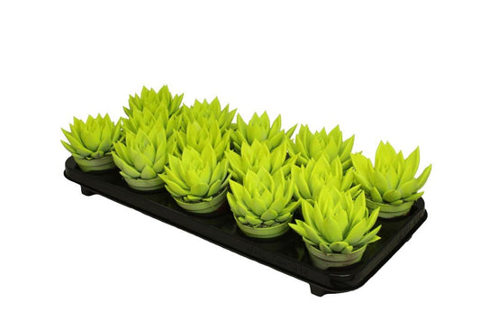 Echeveria colored yellow 11cm 8.5cm Pot