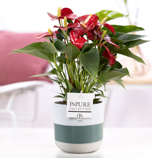 Anthurium andraeanum 45cm 12cm Pot