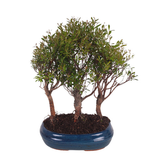 Bonsai mix 35cm 26cm Pot