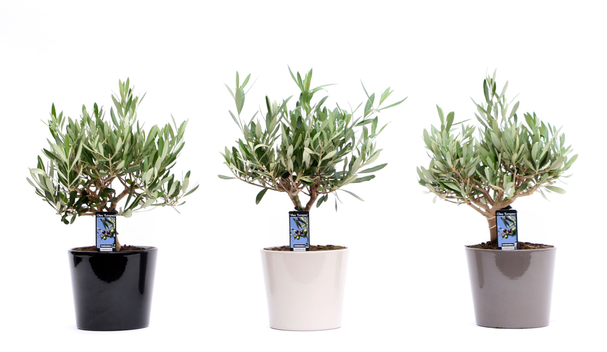 Olea europaea 35cm 16cm Pot
