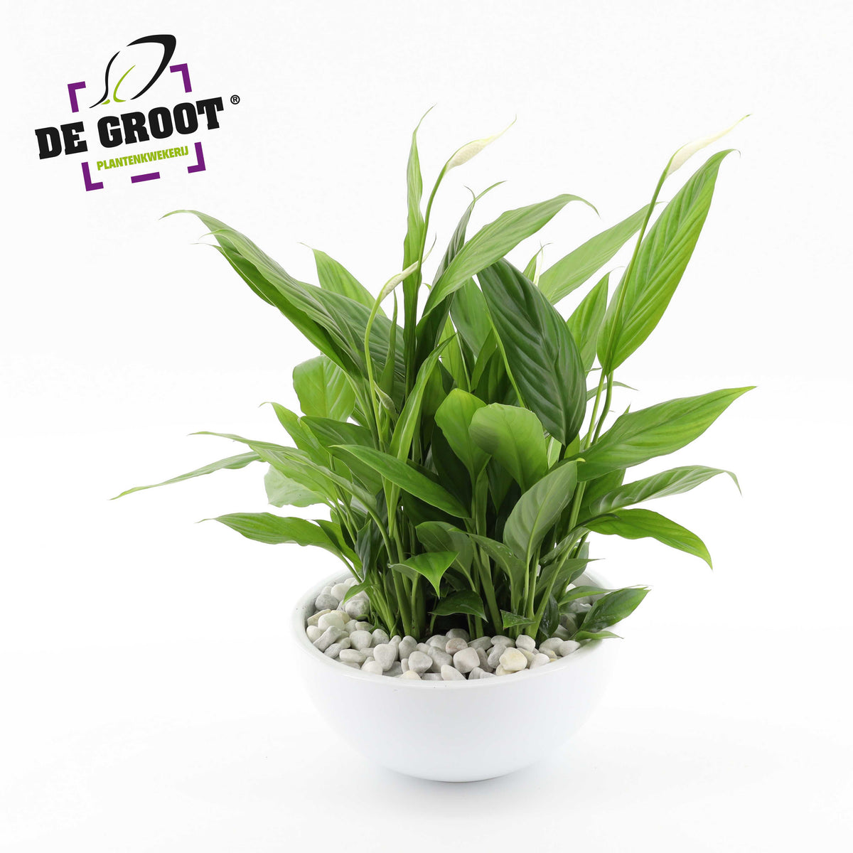 Plants in bakken 25cm Pot