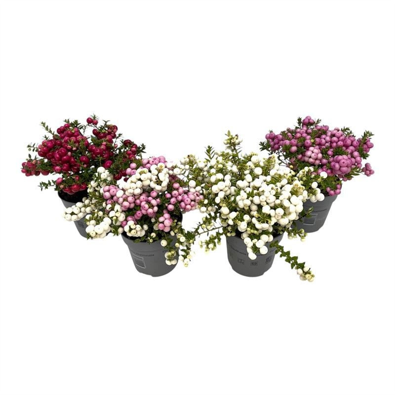 Gaultheria mucronata 15cm 10.5cm Pot
