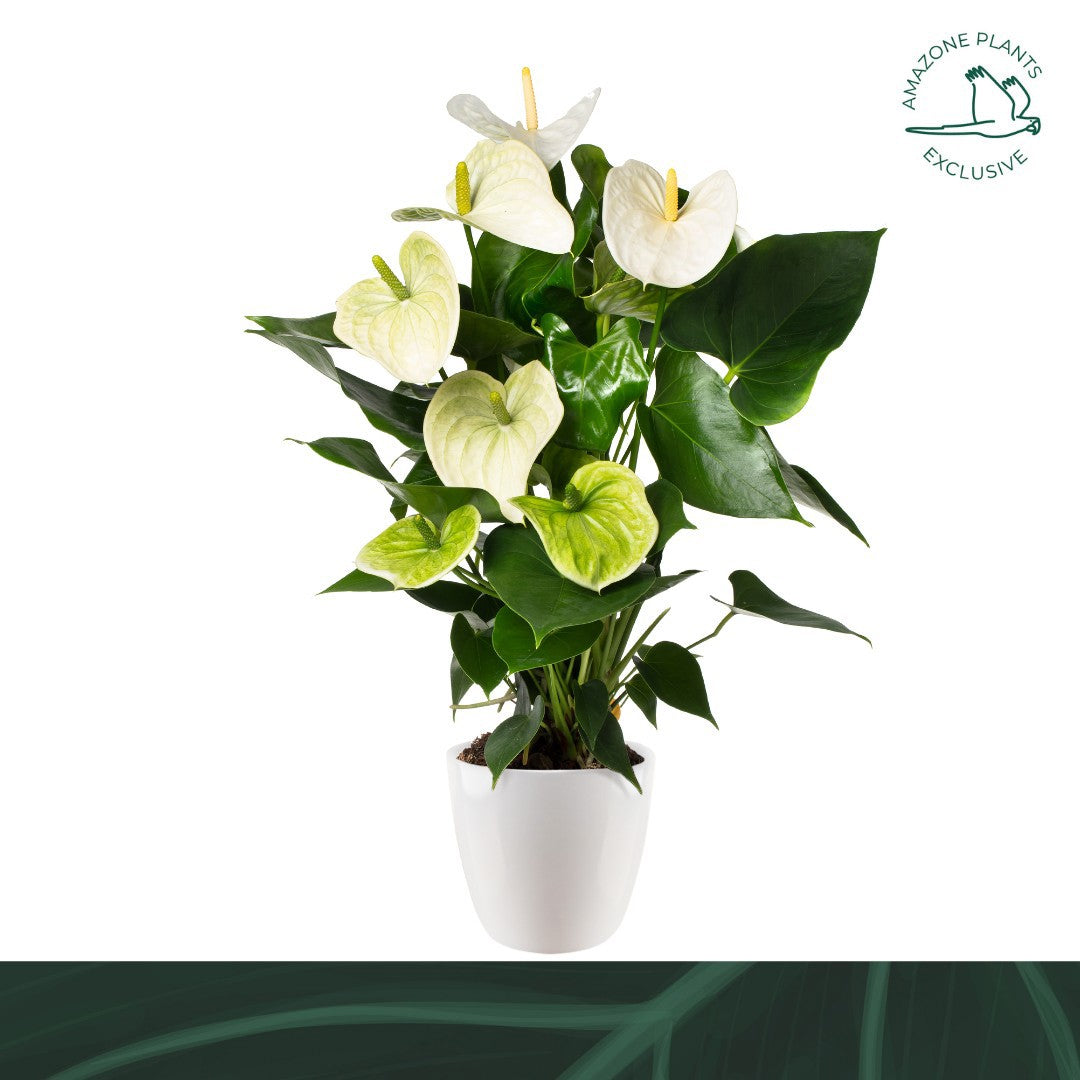 Anthurium Samora 52cm 14cm Pot