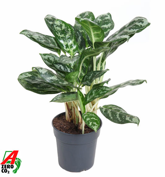 Aglaonema Amazon Silver 50cm 19cm Pot