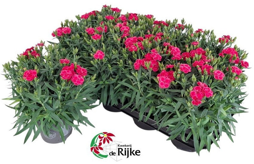 Dianthus Peman Fance Cerise 24cm 12cm Pot